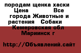 породам щенка хаски › Цена ­ 10 000 - Все города Животные и растения » Собаки   . Кемеровская обл.,Мариинск г.